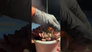 Leaf Removal/Grooming: 🪴✂️🍃 (Potted plant with scissors and leaves)