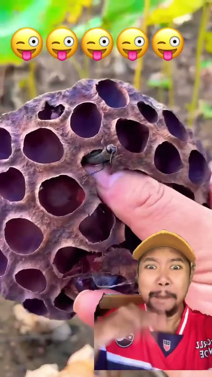 AWAS DIGIGIT SERANGGA!!!??