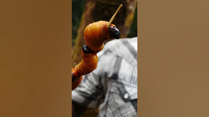 Worm Kebab Making in Guyanese Rainforest #shorts