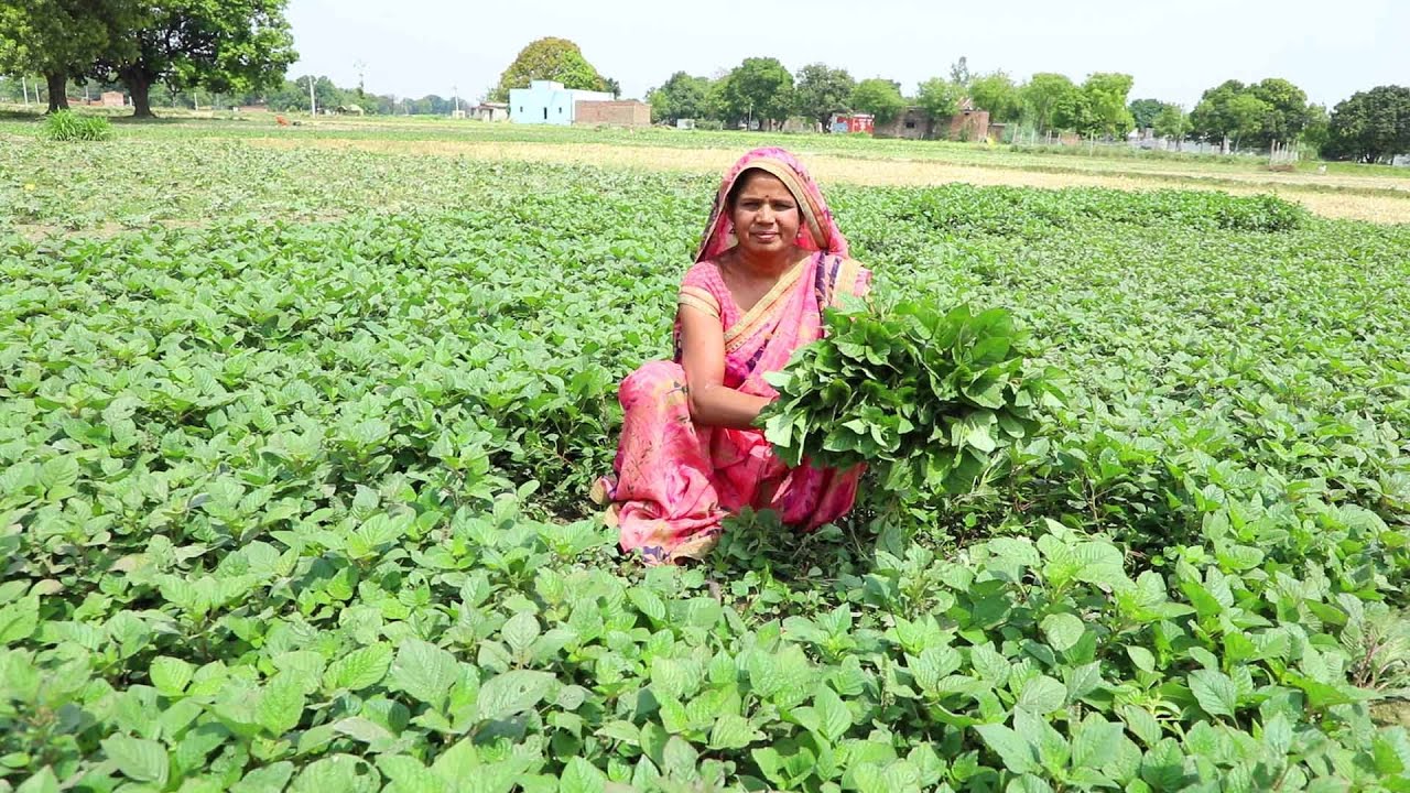 चौलाई का साग और हाथ वाली मोती रोटी बनजाऐ तो उंगलिया चाटते रह जय || Chaulai Saag Recipe