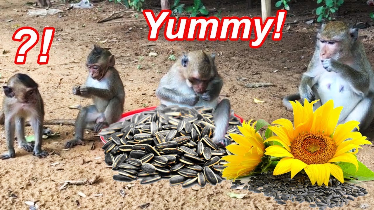 Wildlife Wild Monkeys like to Eat Sunflower Seeds try not to laugh