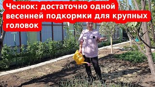 Единственная подкормка чеснока весной для крупных головок