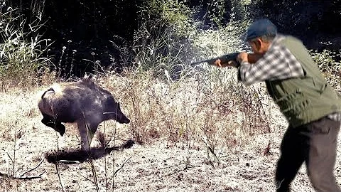 Hunting Wild Boar: PART 10-Season 2024 ||  - KHEMISSET :GANZRA