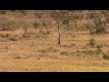 Lion Vs Leopard