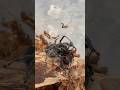 Jumping Spider Vs Black Widow Bugs Nature Insects Insectlovers Bugwars Blackwidow 