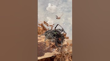 Jumping spider vs Black Widow!😈😱#bugs #nature #insects #insectlovers #bugwars #blackwidow