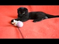 Купить черного вислоухого котенка. Предлагаем- котята для Вас!
