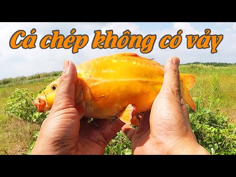 Video Siêu phẩm ! Quá đẹp ! Cá Koi không vảy !! | Anh Cá Mập - youtube
