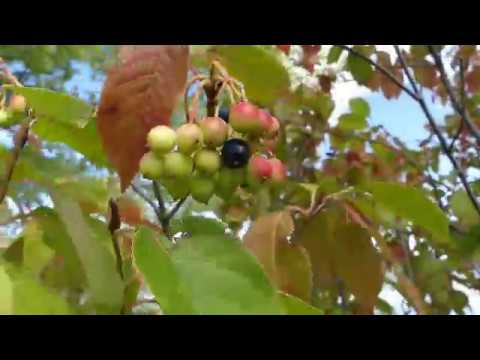 Video: Är viburnum opulus-bär ätbara?