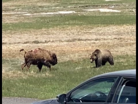 Bear v Bison