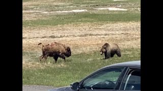 Bear v Bison