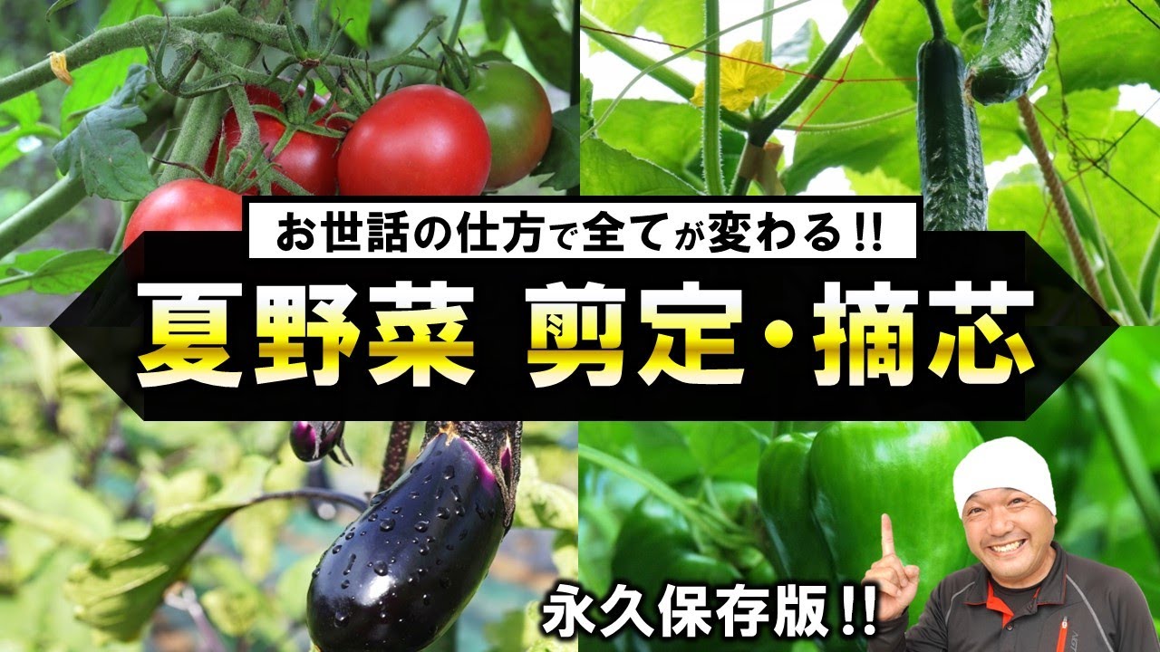 野菜作りの実際 新 野菜つくりの実際第2版 果菜Ⅱ(ウリ科・イチゴ・オクラ)』川