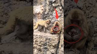 Heart-Stopping! Will They Fall Off the Steep Cliff? #punch #punchmonkey #monkey #shorts