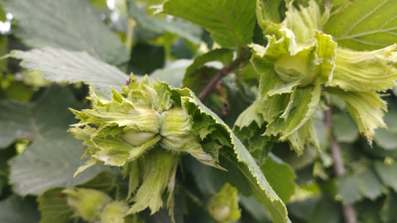 Nəticələr, 17-May 2025 . 💚🌳💚🌳💚