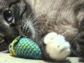 【Jean 0261】ジャンくんにそーっと近づくパパ　スキンシップ大作戦！　元野良猫の保護里親記録 Jean, a former stray cat.