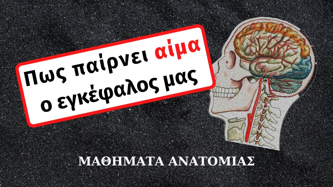 Η θαυμαστή αιμάτωση του εγκεφάλου