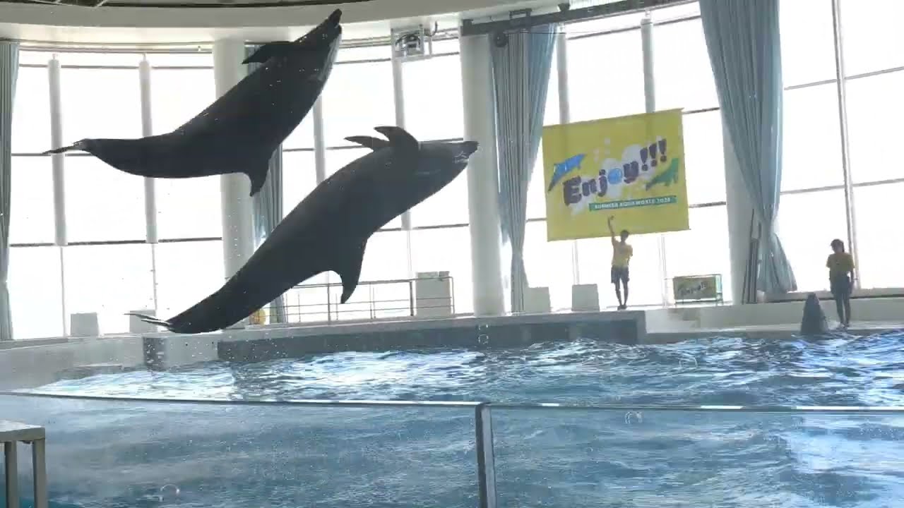 大迫力】アクアワールド大洗 アシカ、イルカショー オーシャンシアター