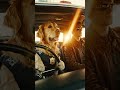 Dog Driving