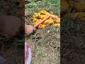 How to prepare compost from kitchen weast 🌱✨ #garden #gardening #shorts #￼