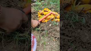 How to prepare compost from kitchen weast 🌱✨ #garden #gardening #shorts #￼
