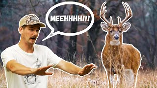 How to STOP a deer?! (What works BEST)