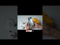 Realme P4 Ka Mobile Unboxing #shortvideo #tech #trend