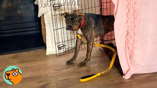 Scared Dog Leaves His Crate After Weeks Of Hiding | Cuddle Buddies