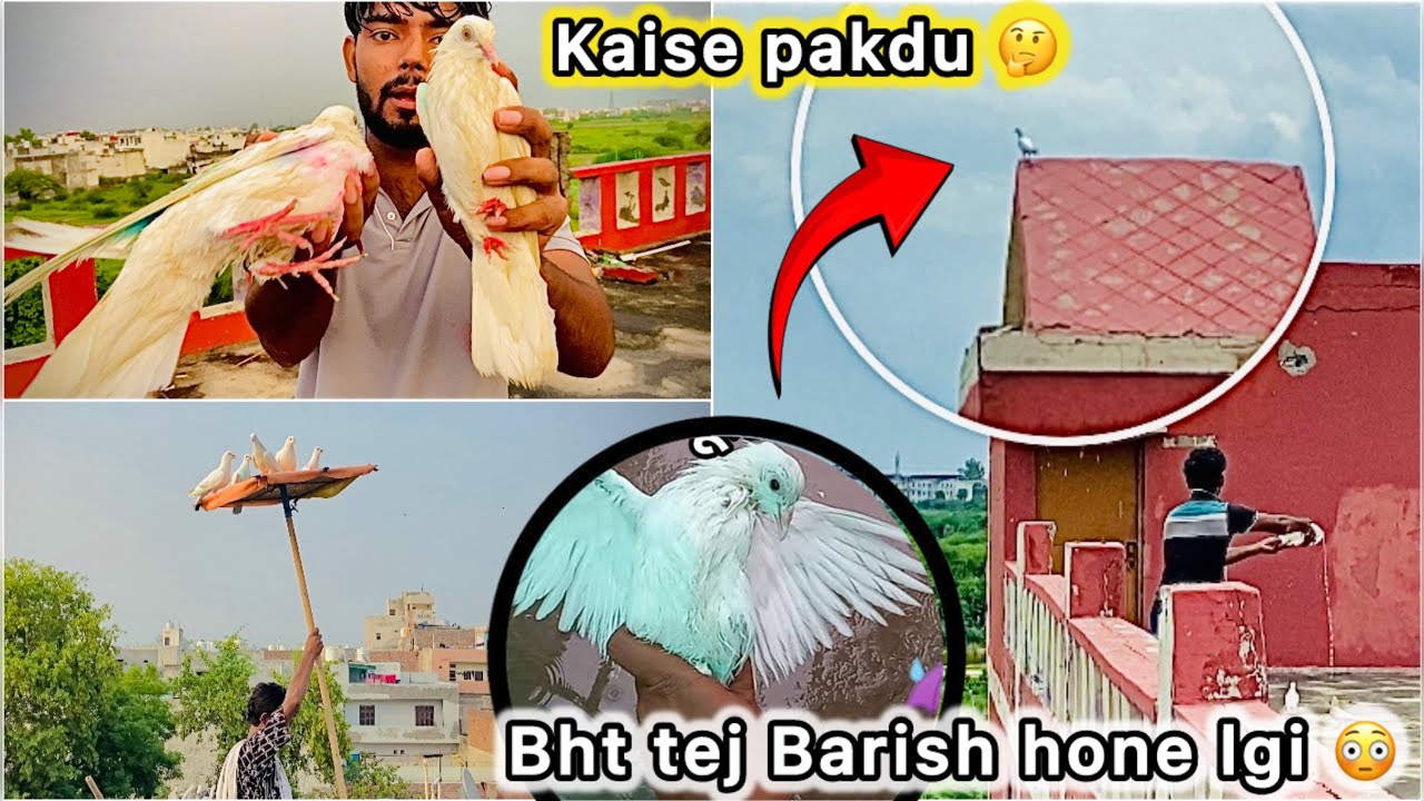 Barish main Pakdne lge Naya kabutar 🤑 || New Bacha urr Gya 🥺
