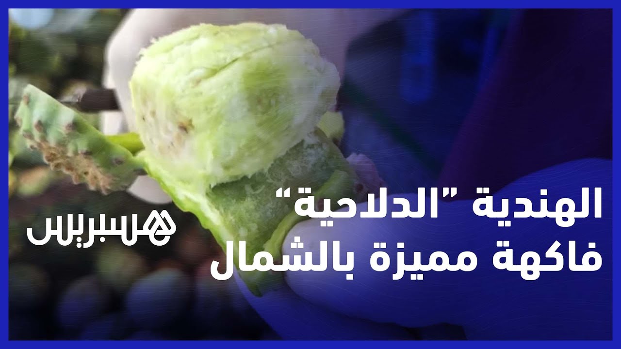 الهندية “الدلاحية” فاكهة مميزة بالشمال المغربي