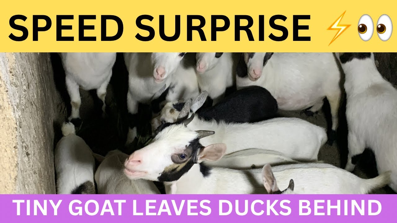 Speed Surprise: Tiny Goat Leaves Ducks Behind ⚡🐐🦆 (Morning Feeding Live)