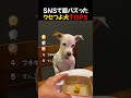 SNSで超バズった / クセつよ犬TOP5