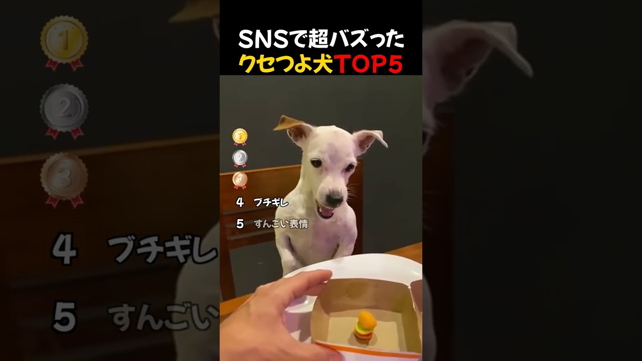 SNSで超バズった / クセつよ犬TOP5