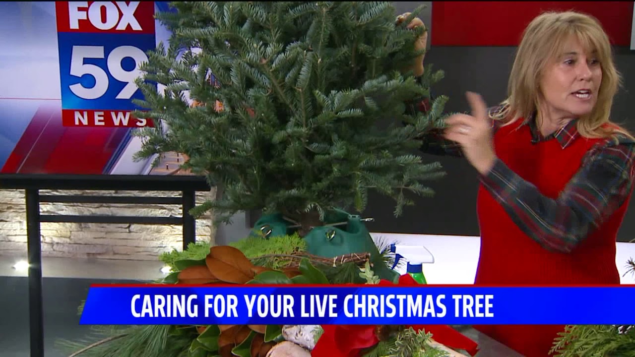 Tips to care for live Christmas trees YouTube