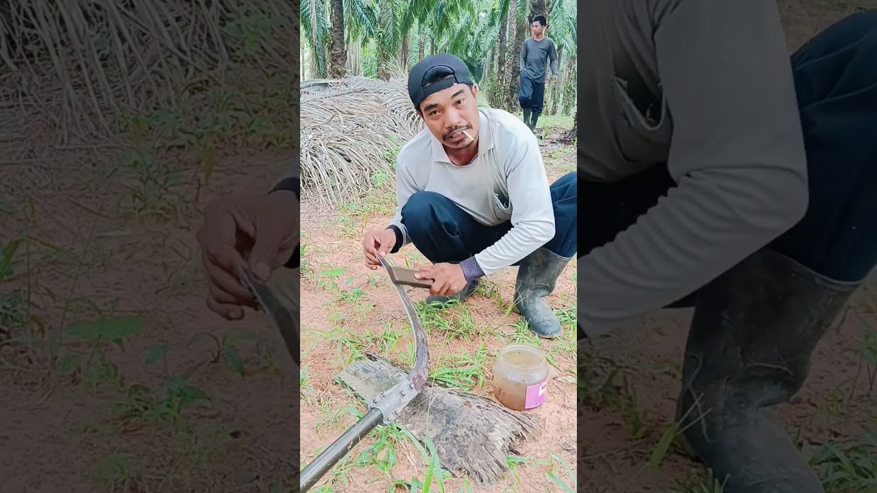 ลับมีดตัดปาล์ม