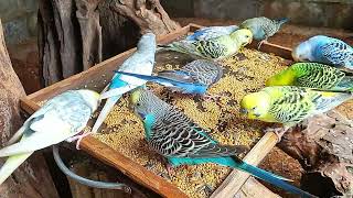 BUSY BIRDS FEEDING! Peaceful Budgies & Natural Sounds | 1 Hour of Relaxing Nature Sounds
