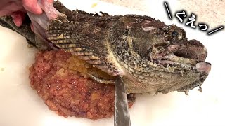 カエル魚のパンパンの腹を切ったら黄金のイクラが流れ出てきた！！