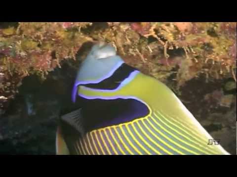 Video: Was Ist Kaiserfisch (Schalentier)