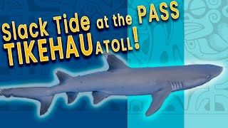 15 Minutes of PURE Tikehau Magic | Tuheiava Pass Dive HIGHLIGHTS (Fish ID Included!)