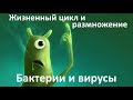 12.3 Размножение - вирусы и бактерии (9 или 10-11 класс) - биология, подготовка к ЕГЭ и ОГЭ 2018