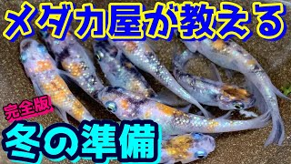 メダカの冬越し準備【完全版】～失敗しない屋外での越冬方法について～【媛めだか】