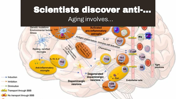 Scientists discover anti-inflammator...  molecules...