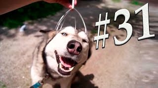 Лучшие приколы. Смешно до слез #31 Лучшие приколы. Смешно до слез #31