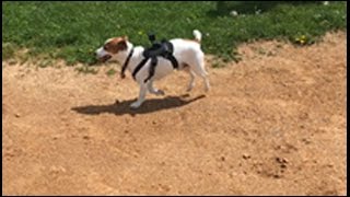 GoPro dog playing baseball sort of