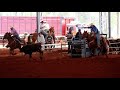 Adriano rodrigues team roping
