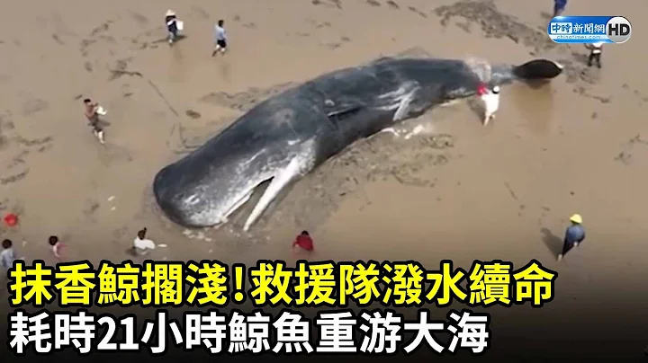 抹香鯨擱淺！救援隊潑水續命　耗時21小時鯨魚重遊大海｜中時新聞網 - 天天要聞