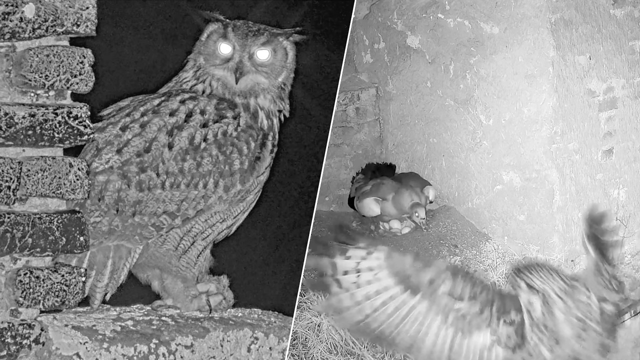 24.–25.02.2026: Zwischen Nest und Nachbarin