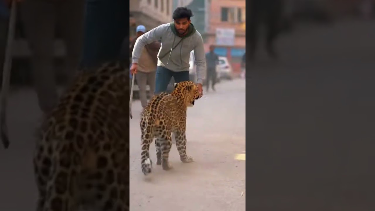 An aggressive leopard attacks people on the city streets 
