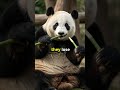 Why Do Pandas Fall While Eating? 🐼😂 #Shorts #Panda #FunnyAnimals #AnimalFacts #CuteAnimals