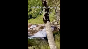 يا أيها الذين آمنوا اذكروا الله ذكراً كثيرا، القارئ محمد يحيى يلدزهان
