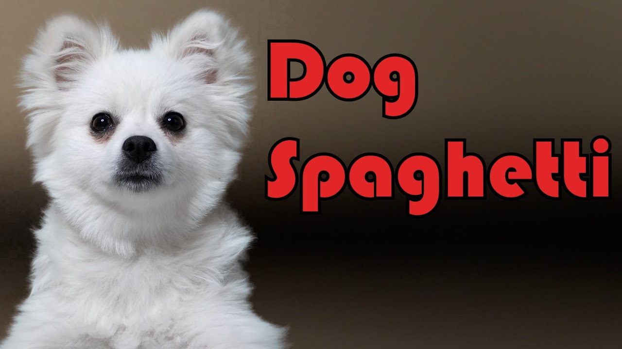 Dog Spaghetti - #JFF48 #JFF JacksFilms 48 Hour Festival Submission